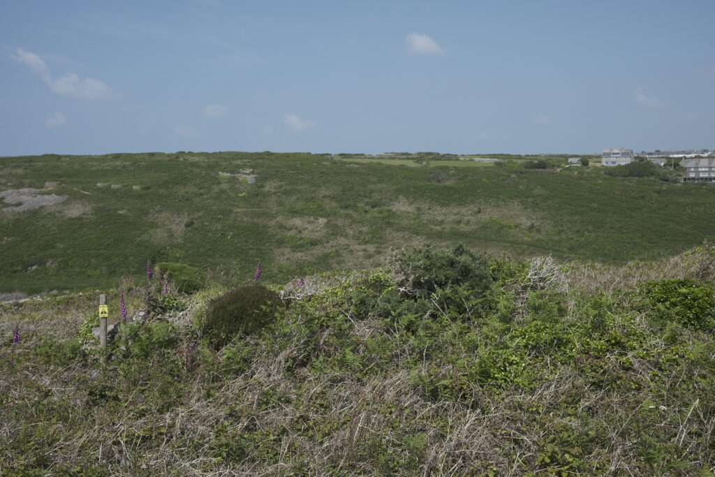 This photo shows a scenic, slightly hilly landscape covered in lush greenery and wild vegetation. The foreground features a variety of low-lying plants and shrubs, with several tall, purple foxglove flowers scattered throughout. A wooden post with a small yellow sign is visible among the foliage. In the background, the rolling hills are covered in dense green vegetation, with a few patches of bare earth or rock. Towards the right side of the image, there are a few buildings, including what appears to be residential houses, set against the clear blue sky. The overall scene is bright and serene, suggesting a sunny day.